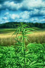 Image showing field of cannabis