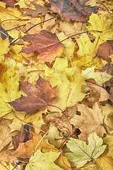 Image showing autumunal leafy background