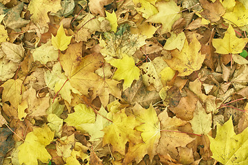 Image showing autumunal leafy background