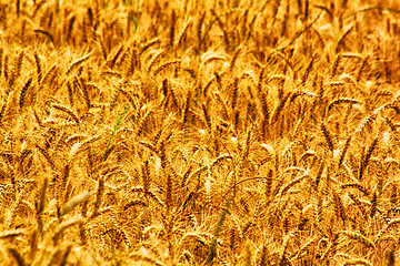 Image showing gold corn field