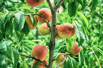 Image showing fresh peaches on the tree