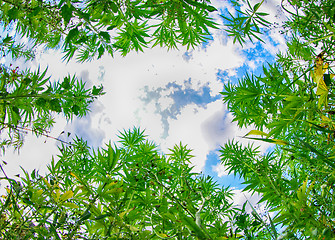 Image showing field of cannabis