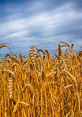 Image showing gold corn field