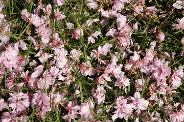 Image showing fallen cherry blossom