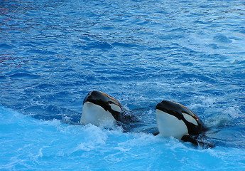 Image showing killer whales