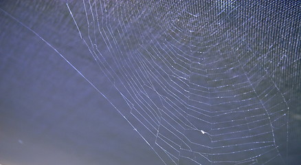 Image showing strong spiders web