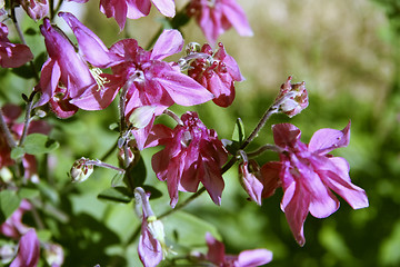 Image showing aquilegia vulgaris