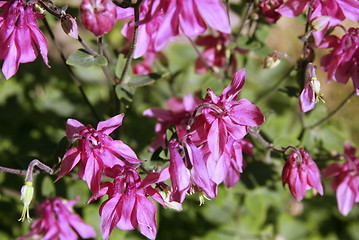 Image showing aquilegia vulgaris