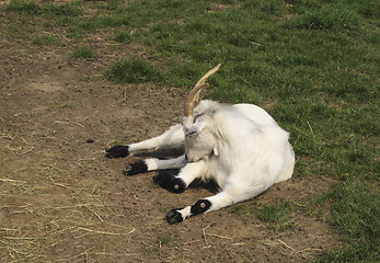 Image showing goat