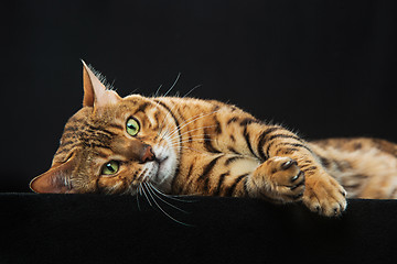 Image showing The gold Bengal Cat on black background