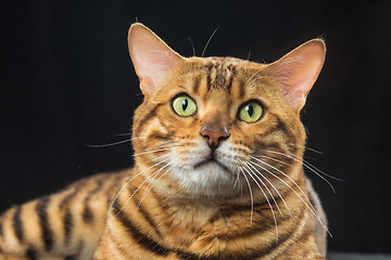 Image showing The gold Bengal Cat on black background