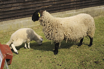 Image showing sheep with a lamb