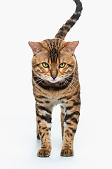 Image showing The gold Bengal Cat on white background
