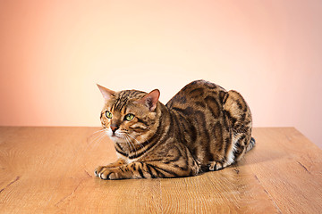 Image showing The gold Bengal Cat on brown background