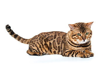 Image showing The gold Bengal Cat on white background