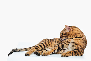 Image showing The gold Bengal Cat on white background