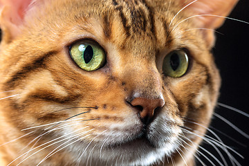 Image showing The gold Bengal Cat on black background