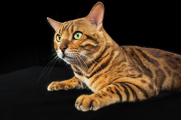 Image showing The gold Bengal Cat on black background