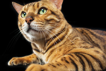 Image showing The gold Bengal Cat on black background