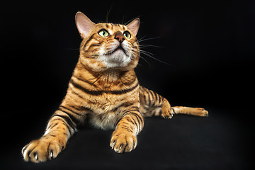 Image showing The gold Bengal Cat on black background