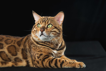 Image showing The gold Bengal Cat on black background