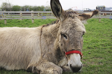 Image showing rescued donkey