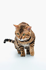 Image showing The gold Bengal Cat on white background