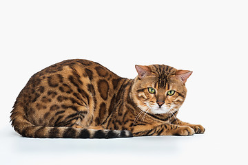 Image showing The gold Bengal Cat on white background