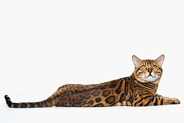 Image showing The gold Bengal Cat on white background