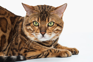 Image showing The gold Bengal Cat on white background