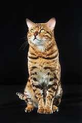 Image showing The gold Bengal Cat on black background