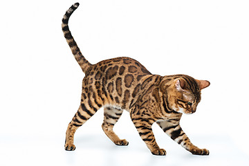 Image showing The gold Bengal Cat on white background