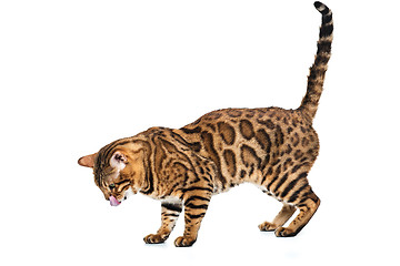 Image showing The gold Bengal Cat on white background