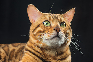 Image showing The gold Bengal Cat on black background