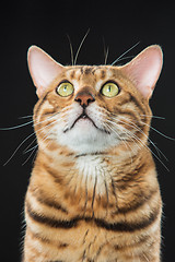 Image showing The gold Bengal Cat on black background