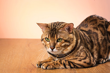 Image showing The gold Bengal Cat on brown background