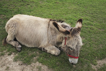 Image showing rescued donkey