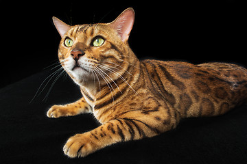 Image showing The gold Bengal Cat on black background