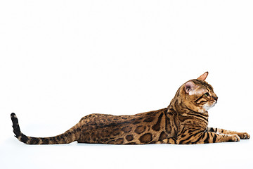 Image showing The gold Bengal Cat on white background