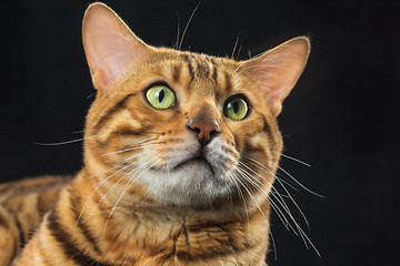 Image showing The gold Bengal Cat on black background