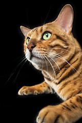 Image showing The gold Bengal Cat on black background