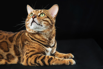 Image showing The gold Bengal Cat on black background