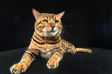 Image showing The gold Bengal Cat on black background