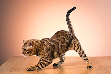 Image showing The gold Bengal Cat on brown background