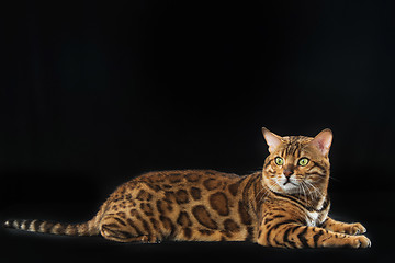 Image showing The gold Bengal Cat on black background