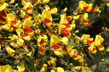 Image showing broom bush