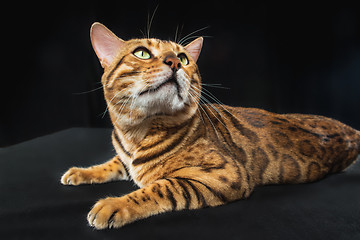 Image showing The gold Bengal Cat on black background