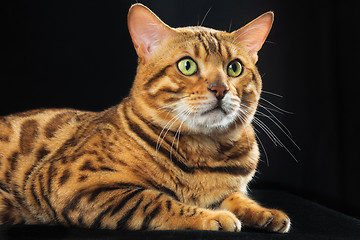 Image showing The gold Bengal Cat on black background