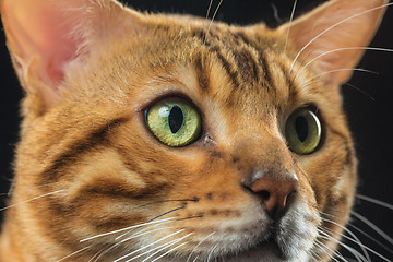 Image showing The gold Bengal Cat on black background