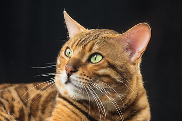 Image showing The gold Bengal Cat on black background